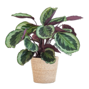 thumbnail_600-55 Calathea Medaillon - Korbmaranten - mit Sofia-Korb natur - 65cm - Ø21