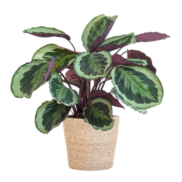 thumbnail_600-55 Calathea Medaillon - Korbmaranten - mit Sofia-Korb natur - 65cm - Ø21
