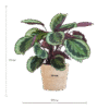 Calathea Medaillon - Korbmaranten - mit Sofia-Korb natur - 65cm - Ø21