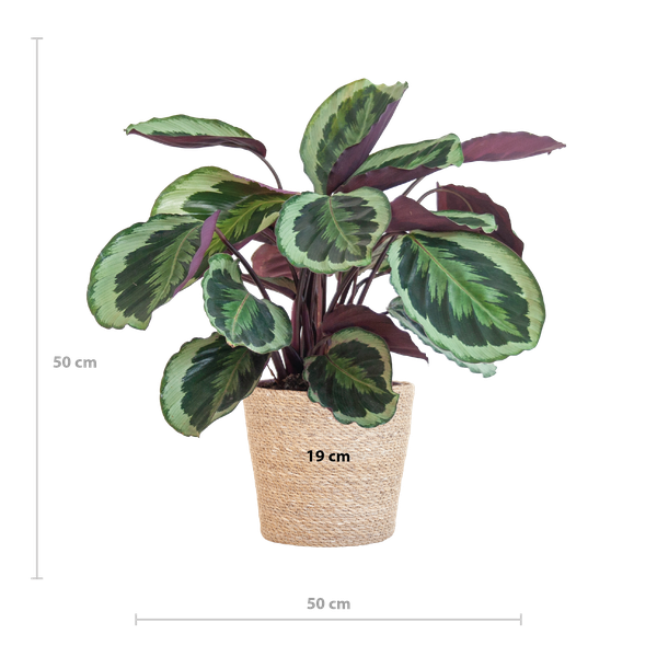thumbnail_600-56 Calathea Medaillon - Korbmaranten - mit Sofia-Korb natur - 65cm - Ø21