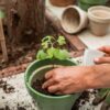 Lebensbaum - Ginkgo Biloba im Briefkastenkarton mit Informationsheft