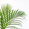 Areca Palm (Dypsis) mit Viber Grau - 100cm - Ø21