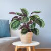 Calathea Medaillon - Korbmaranten - mit Sofia-Korb natur - 65cm - Ø21