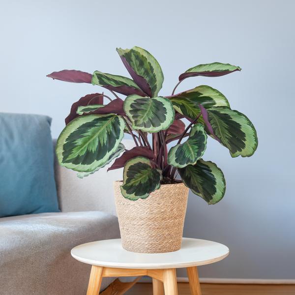 thumbnail_600-66 Calathea Medaillon - Korbmaranten - mit Sofia-Korb natur - 65cm - Ø21