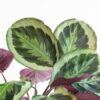 Calathea Medaillon - Korbmaranten - mit Sofia-Korb natur - 65cm - Ø21