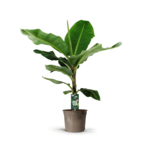 Bananenpflanze (Musa) - 150 cm - Ø27cm