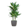 Dracaena Janet Lindt mit Viber grau - 95cm - Ø21
