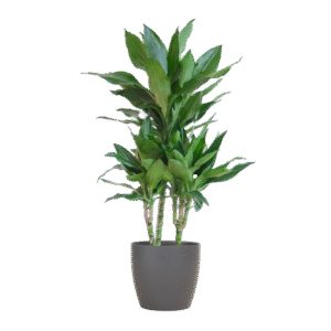 Dracaena Janet Lindt mit Viber grau - 95cm - Ø21