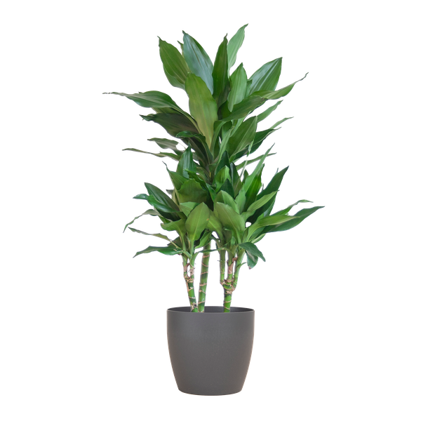 Dracaena Janet Lindt mit Viber grau - 95cm - Ø21