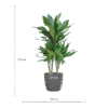 Dracaena Janet Lindt mit Viber grau - 95cm - Ø21