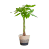 Pachira Aquatica mit Pflanzkorb Lissabon Schwarz - 80cm - Ø21