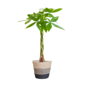 Pachira Aquatica mit Pflanzkorb Lissabon Schwarz - 80cm - Ø21
