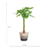 Pachira Aquatica mit Pflanzkorb Lissabon Schwarz - 80cm - Ø21