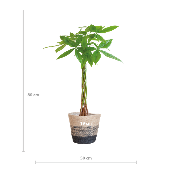 Pachira Aquatica mit Pflanzkorb Lissabon Schwarz - 80cm - Ø21