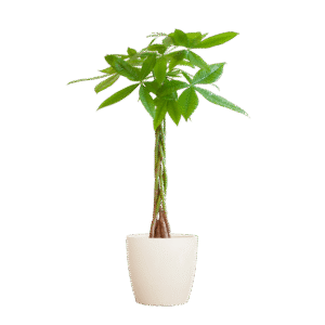 Pachira Aquatica mit Viber Weiß - 80cm - Ø21