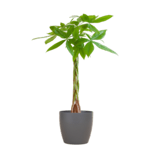 Pachira Aquatica mit Viber Grau - 80cm - Ø21