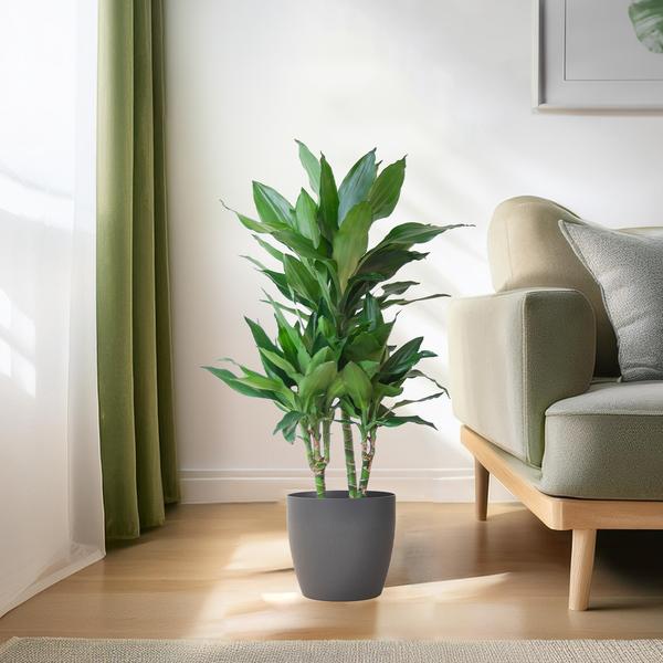 Dracaena Janet Lindt mit Viber grau - 95cm - Ø21