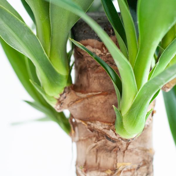 Dracaena Janet Lindt mit Viber grau - 95cm - Ø21