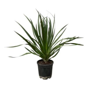 thumbnail_600-157 Dracaena Draco - Drachenblutbaum - 100 cm - Ø24cm