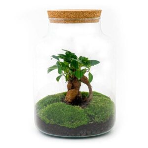thumbnail_600-57 Flaschengarten - Milky mit bonsai - ↕ 30 cm - Normal