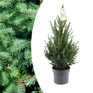 thumbnail_600-1 Kleiner Weihnachtsbaum – 70 cm – Picea Glauca Conica